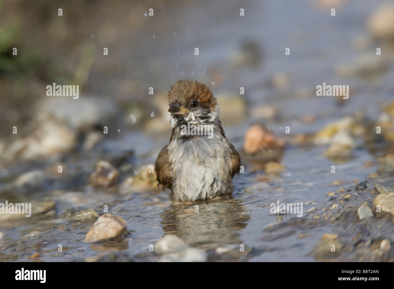 Eurasian Tree Sparrow (Passer montanus) bathing in shallow water Stock Photo