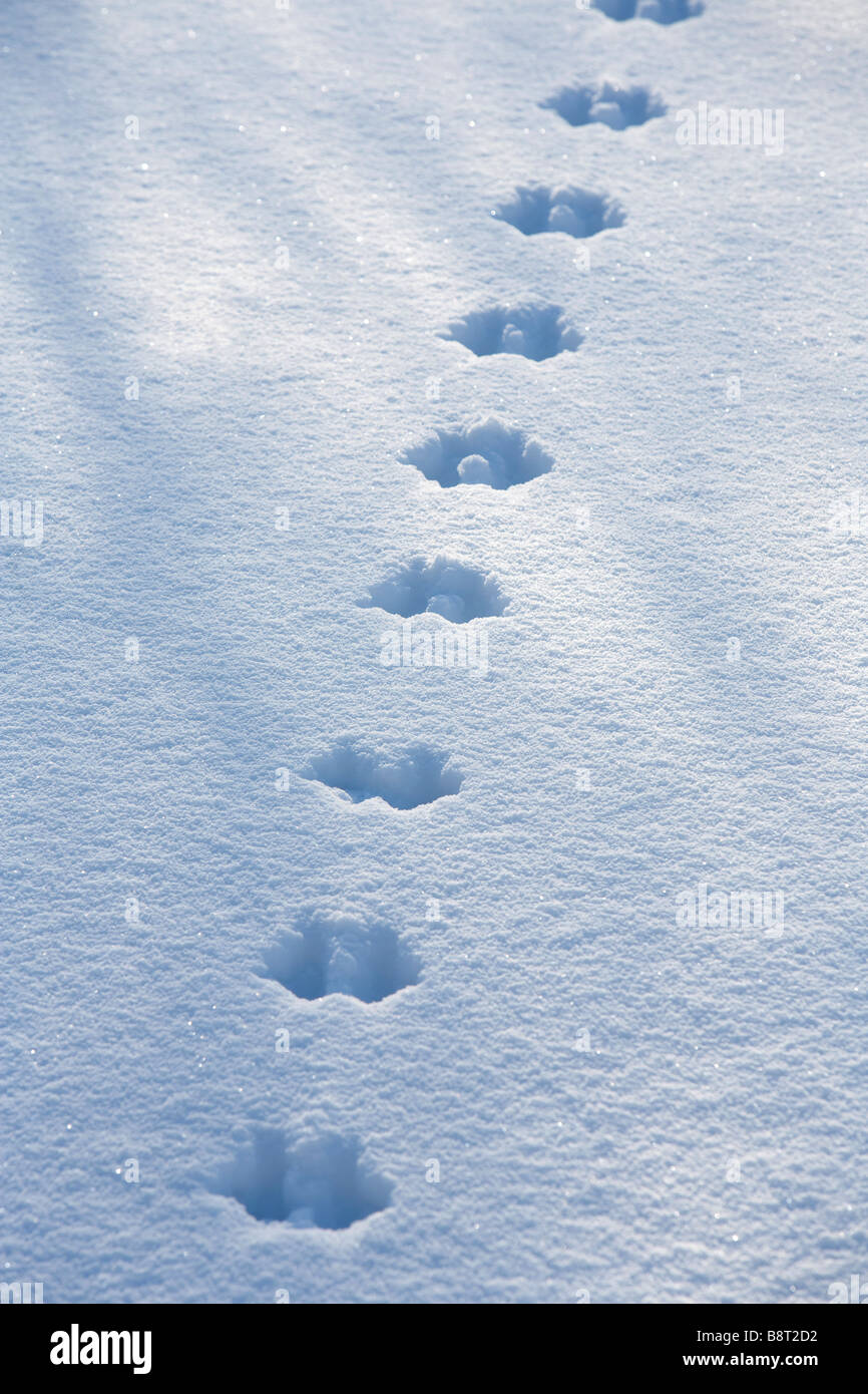 Squirrel footprint hi-res stock photography and images - Alamy