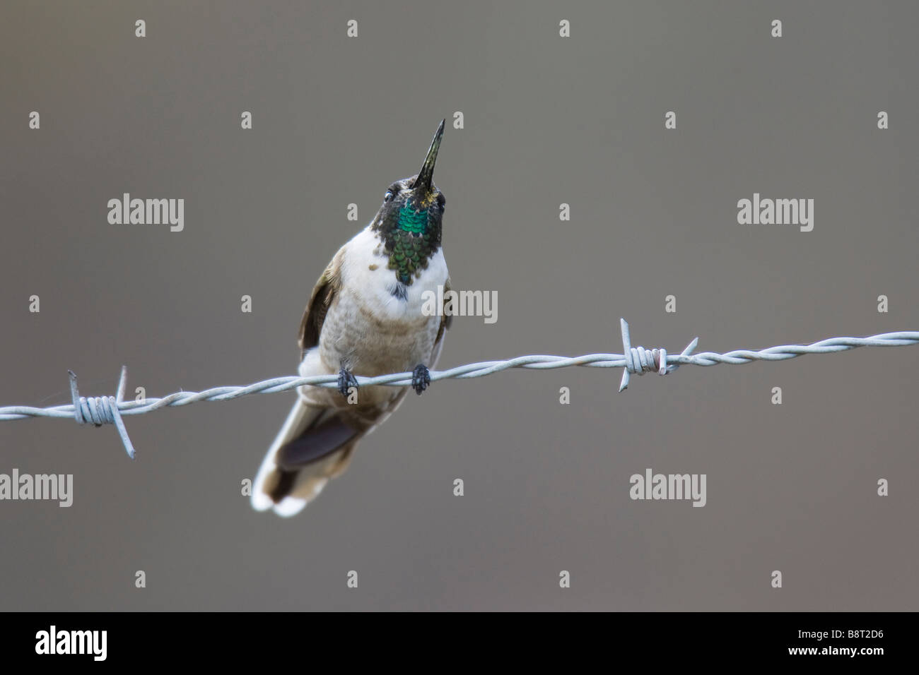 Bearded Mountaineer (Oreonympha nobilis) perched on barbed wire fence Stock Photo