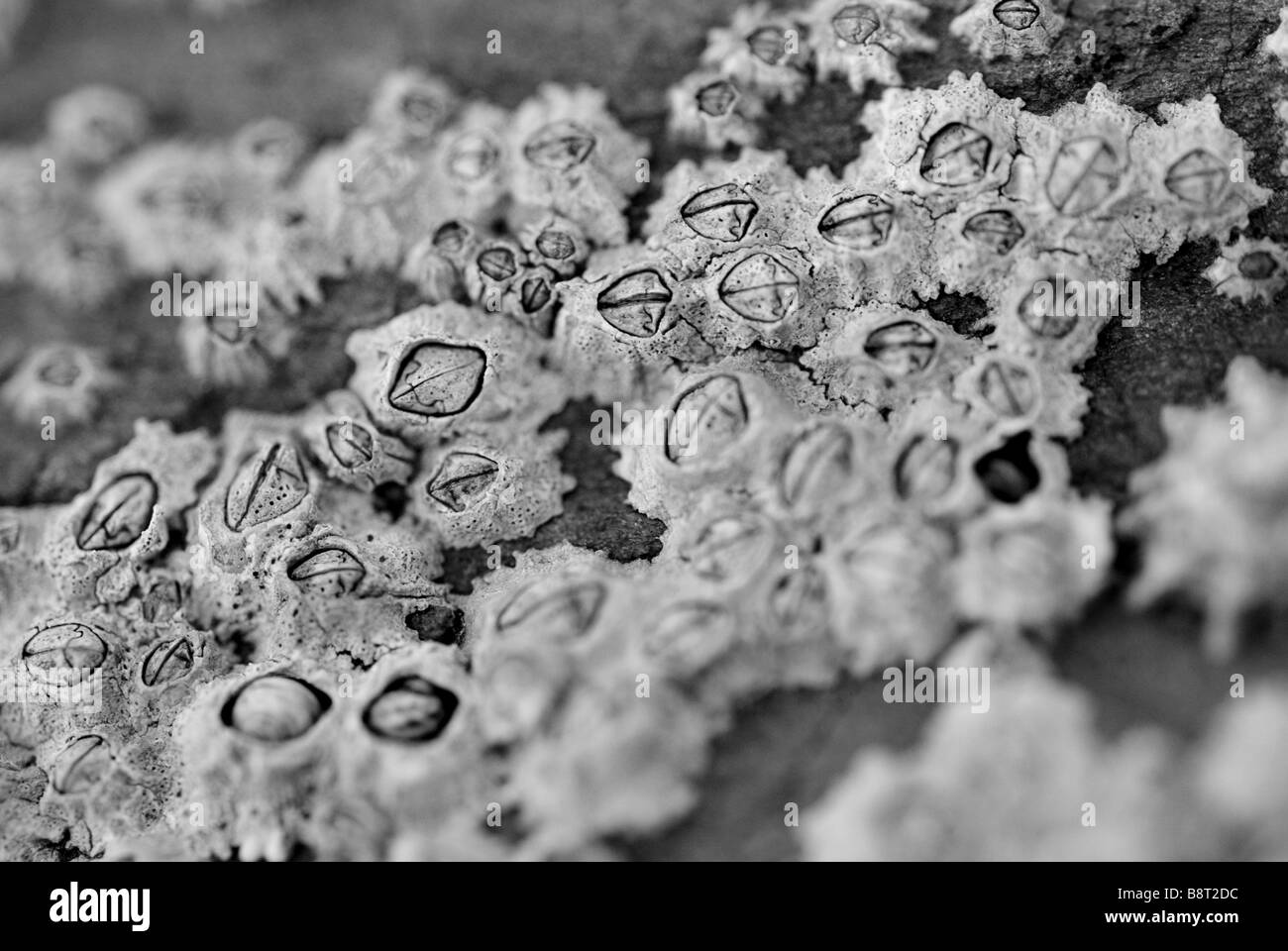 Barnacles (Chthamalus montagui) on a rock at wembury Stock Photo