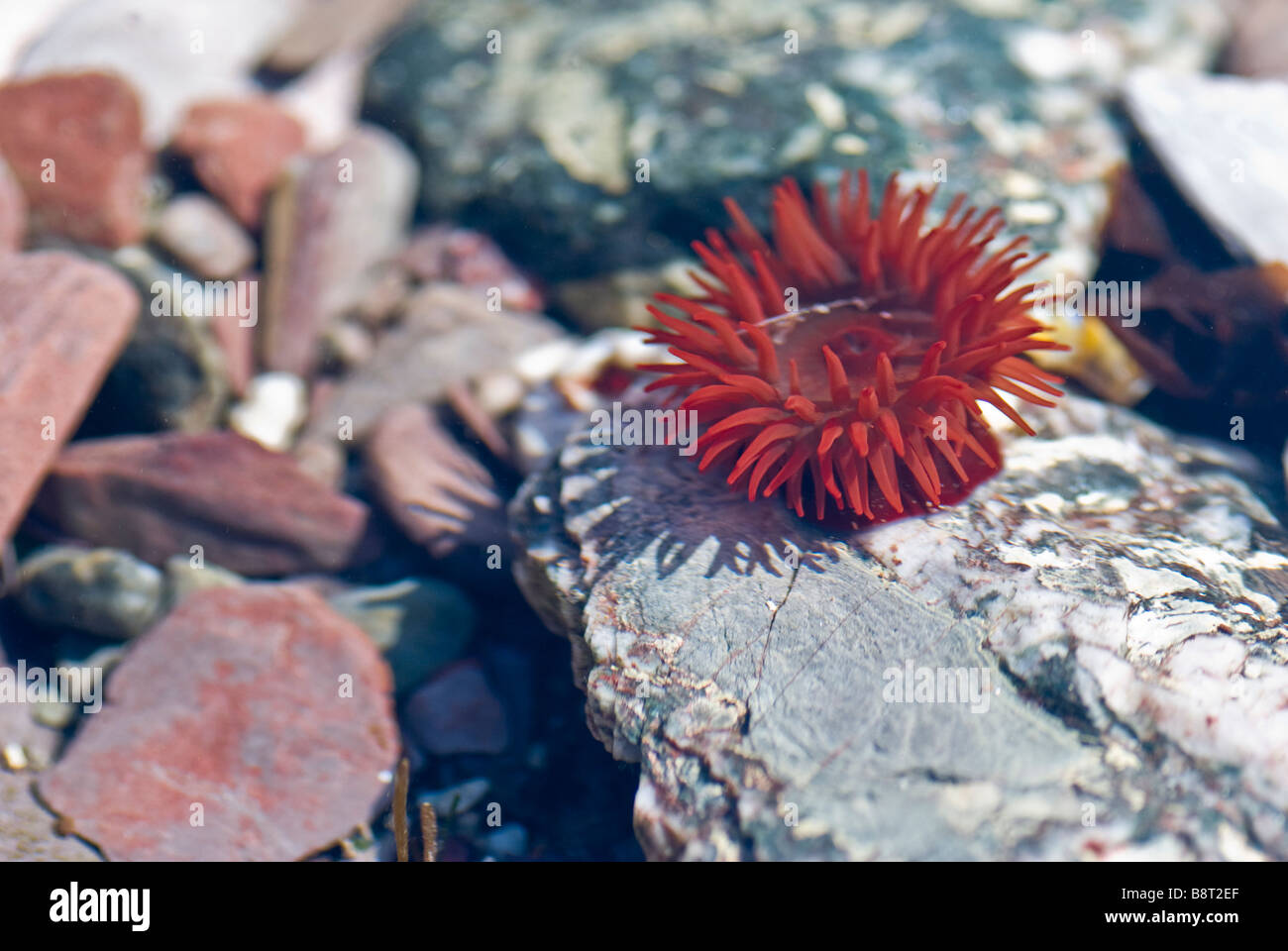 Strawberry anemone in a rock pool at Wembury bay Stock Photo
