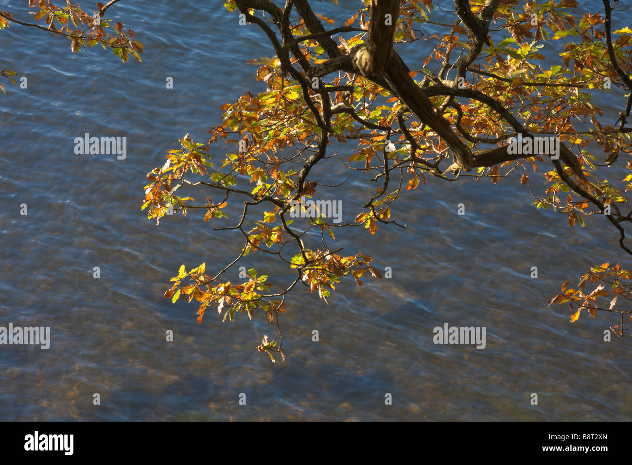 Oak tree branch with golden leaves in autumn hanging over water Stock Photo