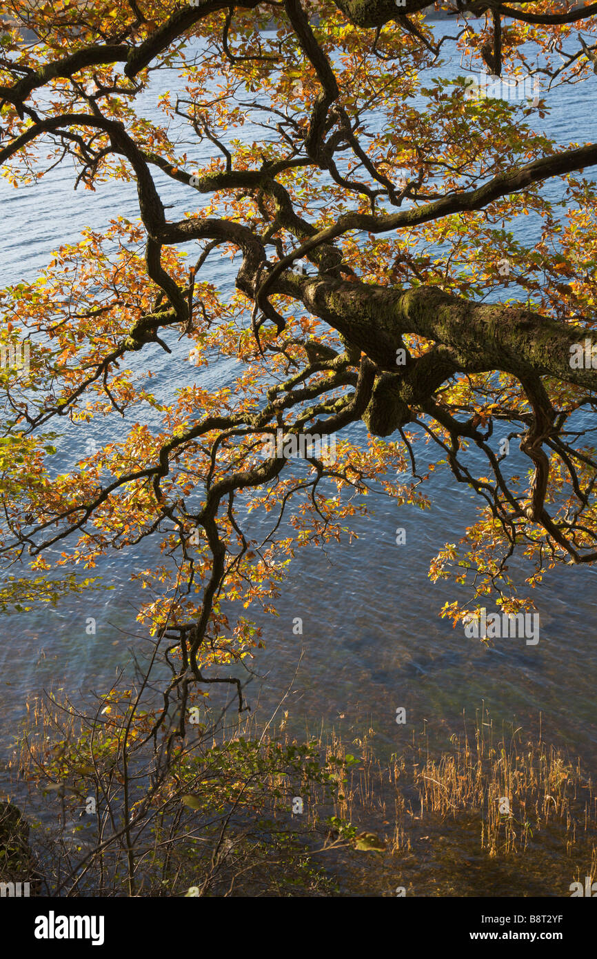 Oak tree branch with golden leaves in autumn hanging over water with grasses Stock Photo