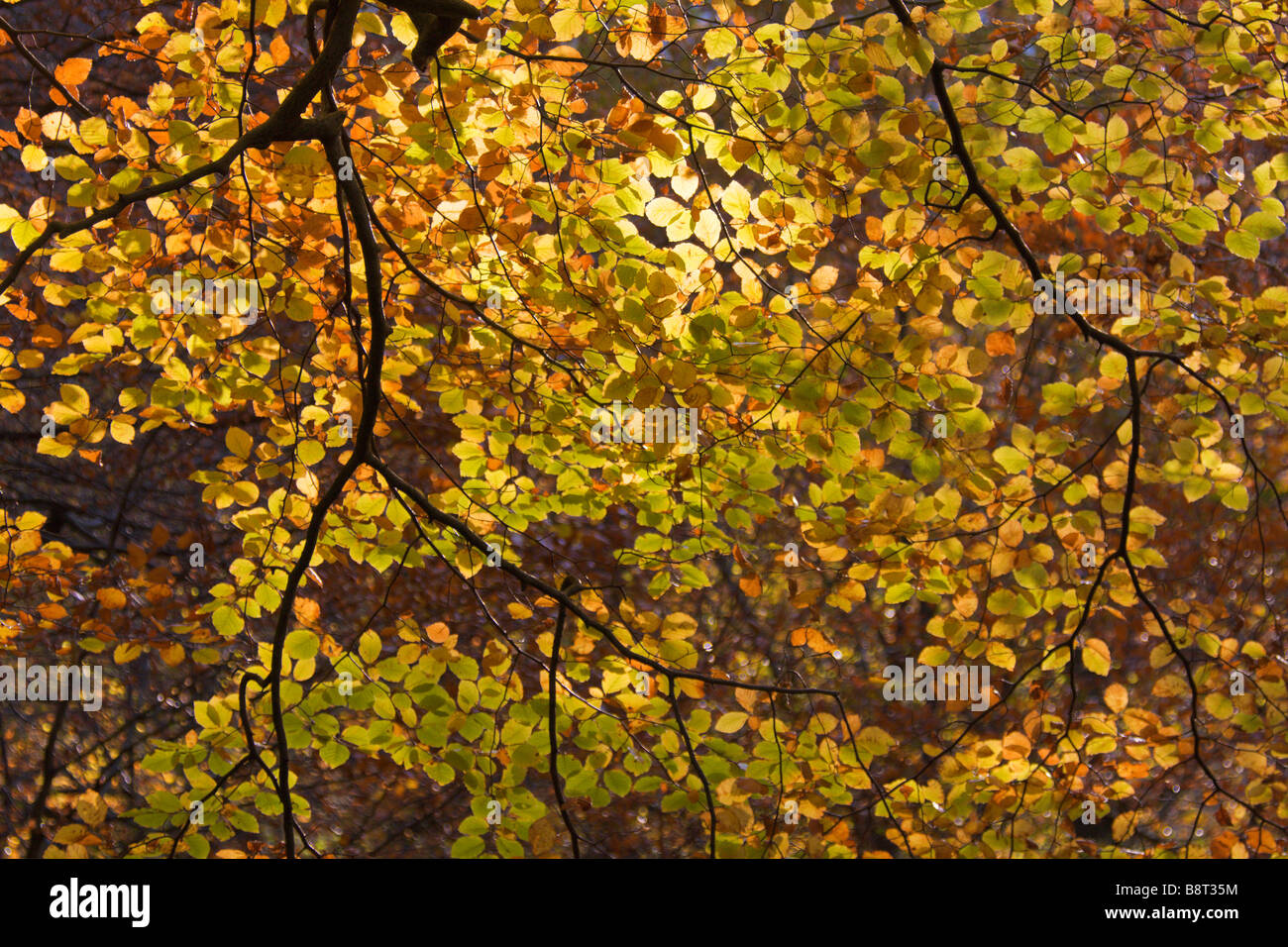 Beech tree branches leaves hi-res stock photography and images - Alamy