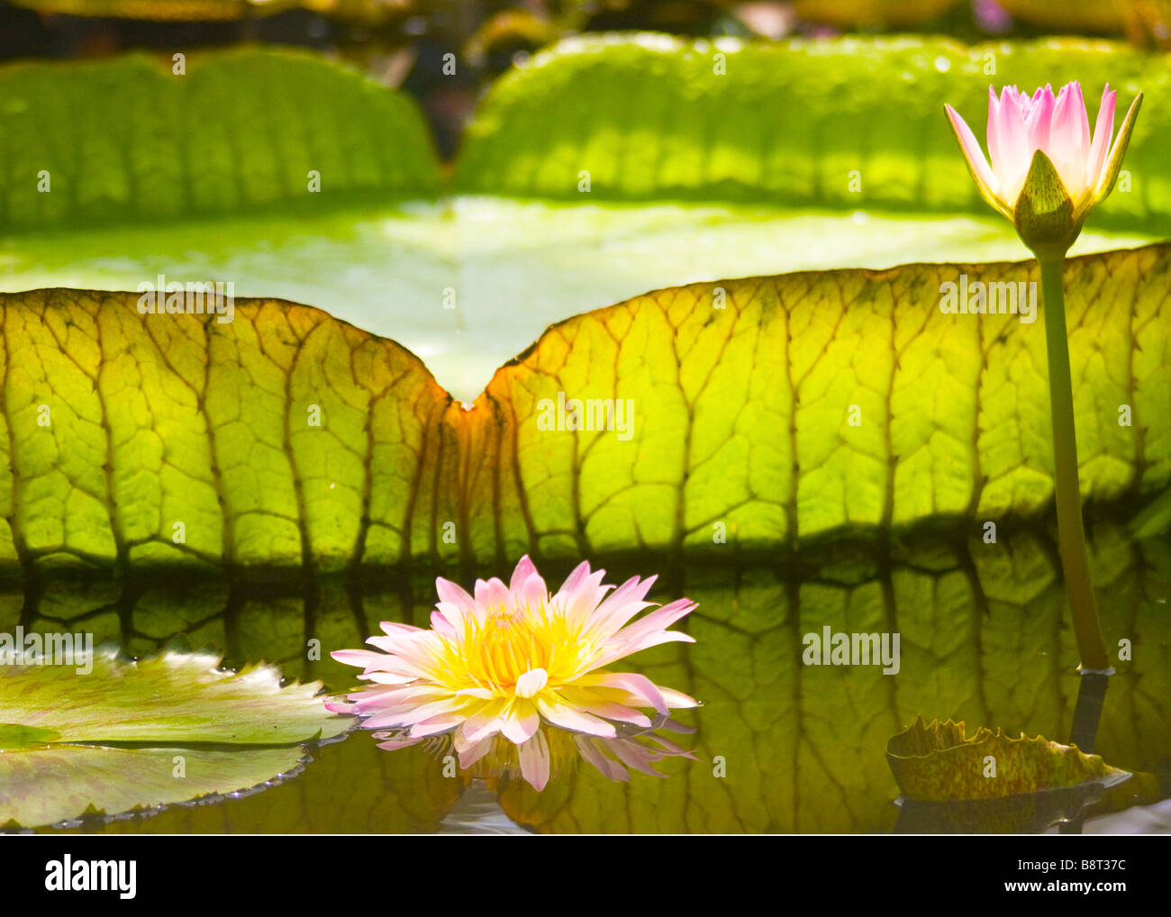 Landscape view of a Giant Waterlily in bloom with pink flowers and pads. Stock Photo
