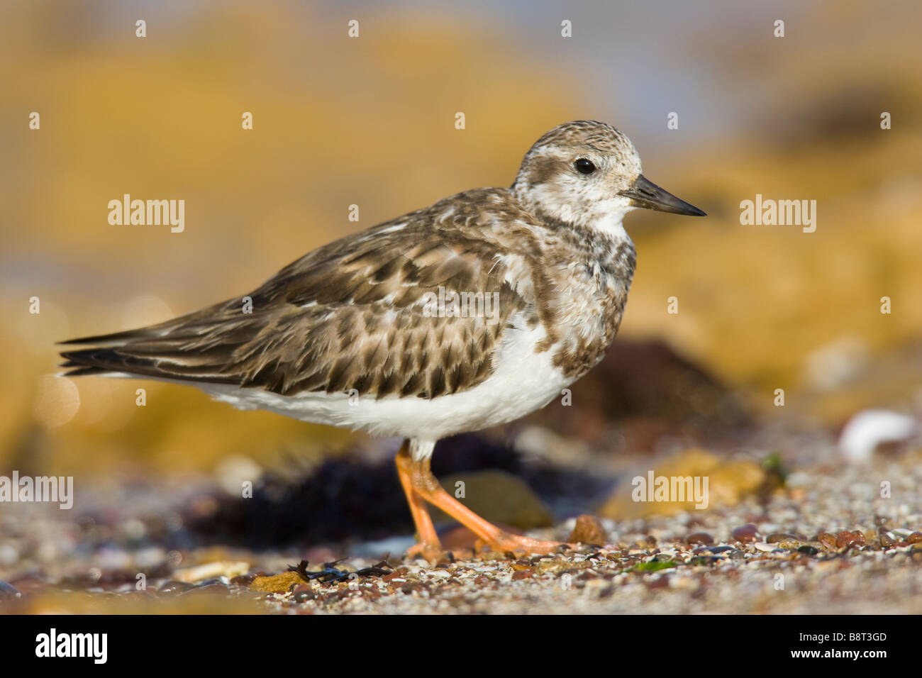 Ruddy Turnstone (Arenaria interpres) in winter plumage Stock Photo