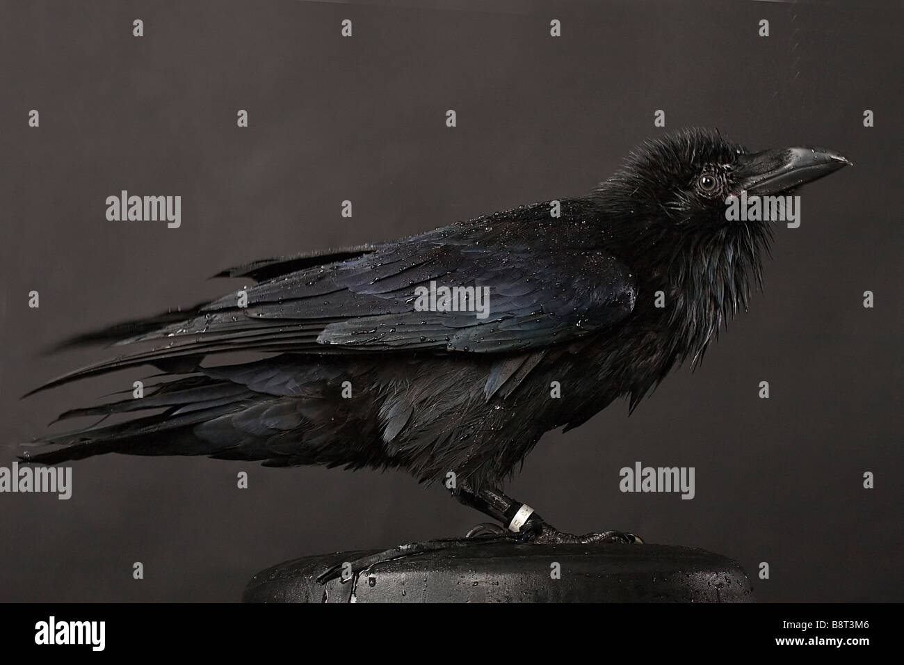 big black raven close up portrait on grey background Stock Photo