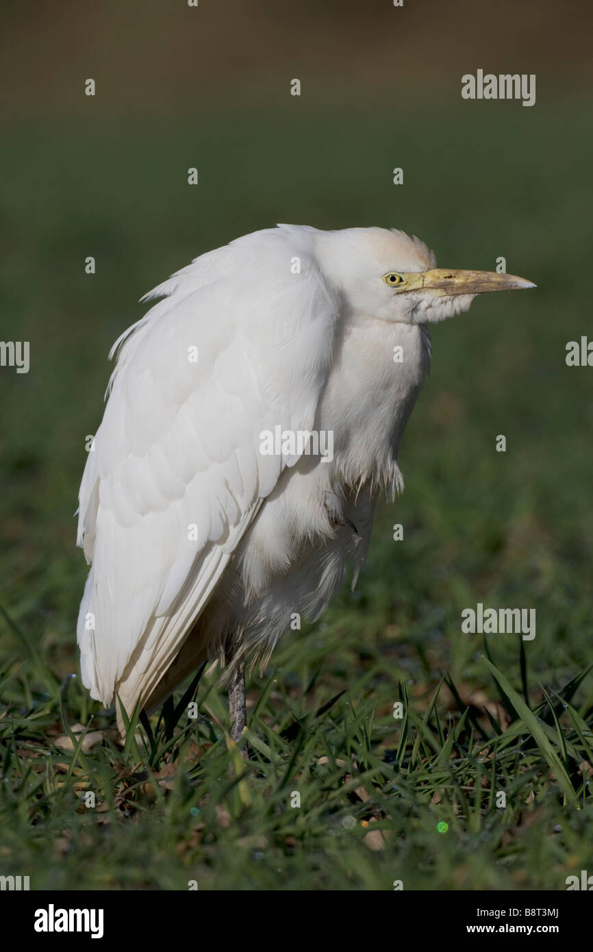 Cattle Egret Bubulcus ibis Stock Photo - Alamy