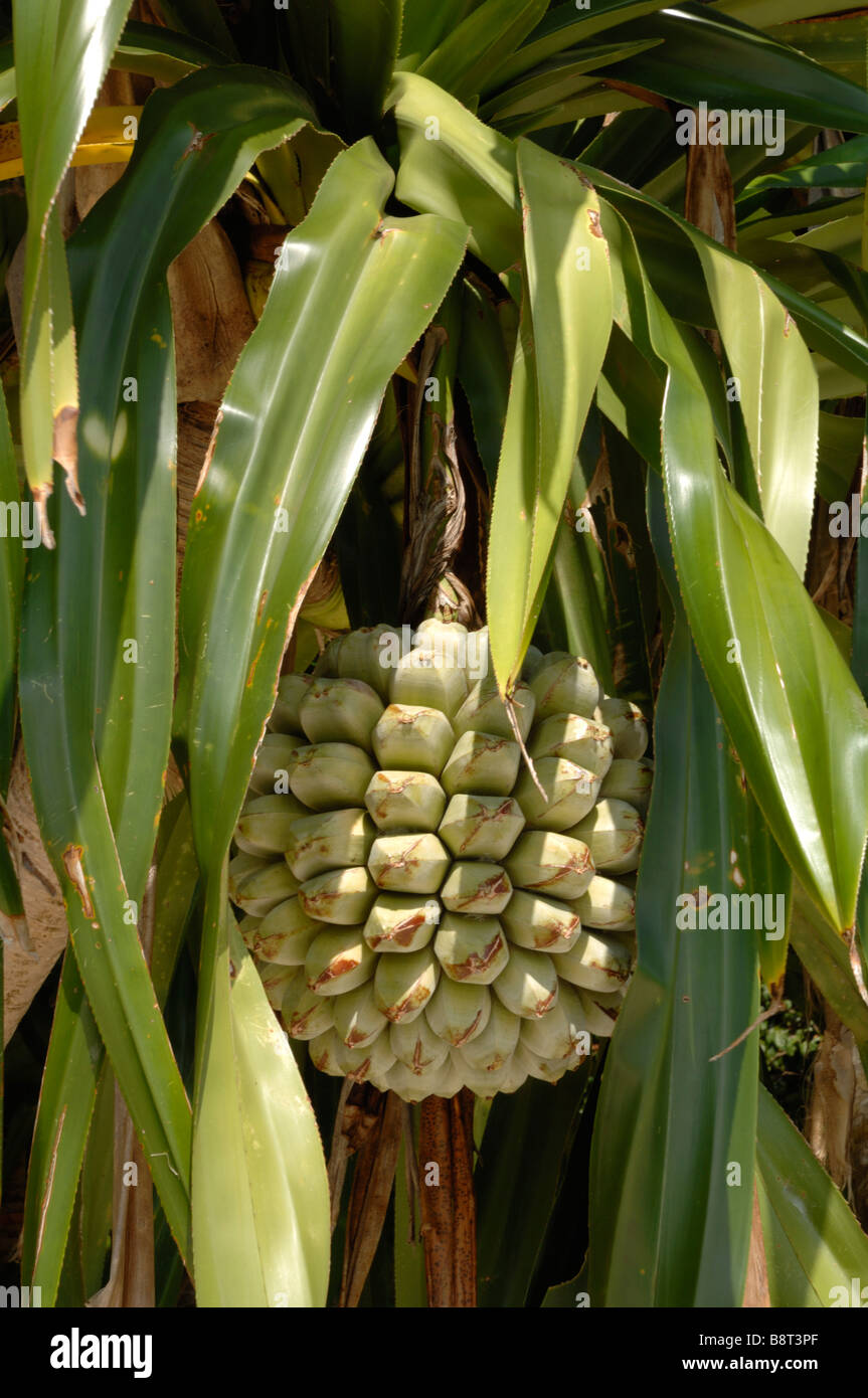 Fruit of the Pandanus tree Pandanus tectorius Sipadan Malaysia Celebes ...