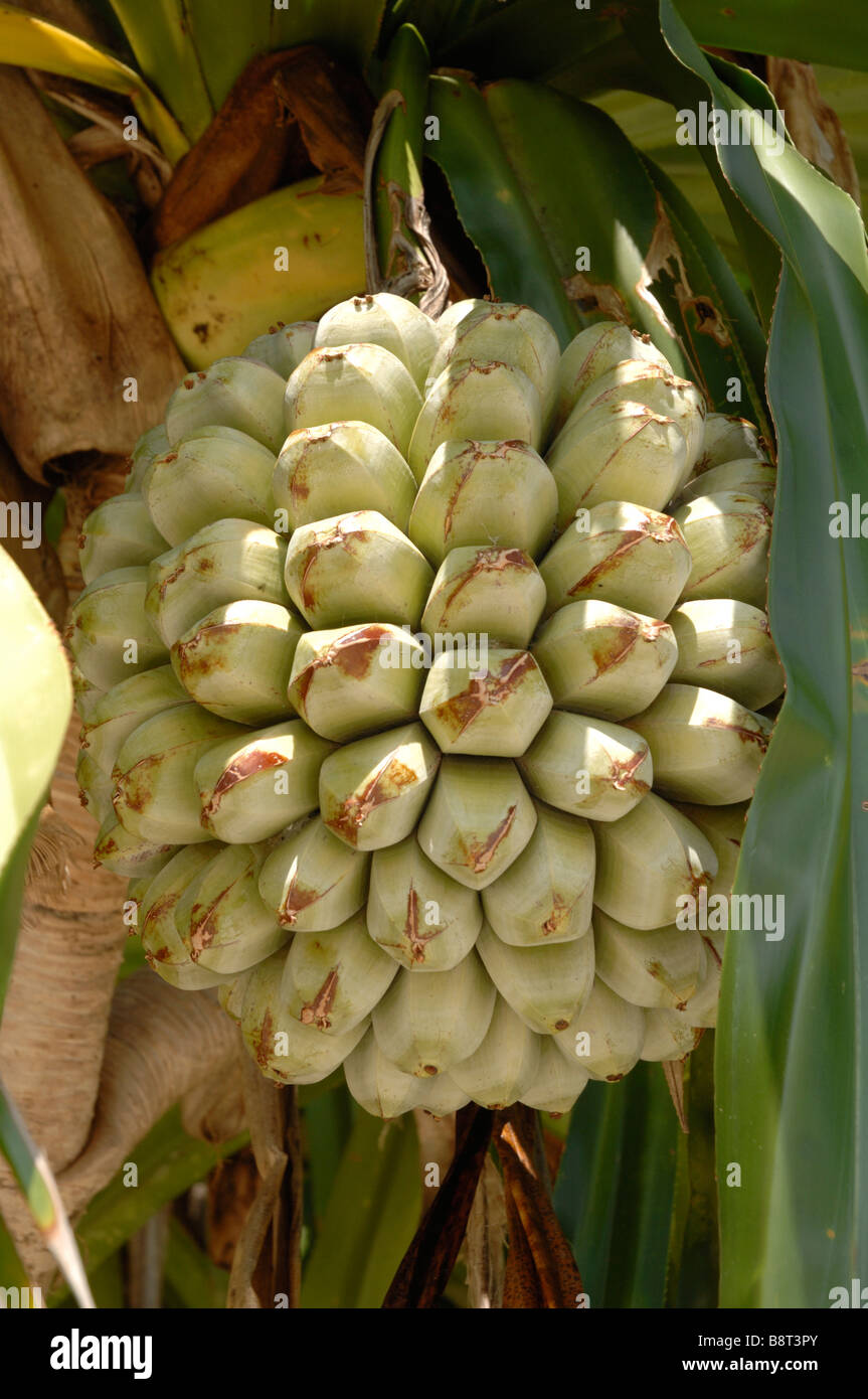 Fruit of the Pandanus tree Pandanus tectorius Sipadan Malaysia Celebes Sea Borneo South east Asia Stock Photo
