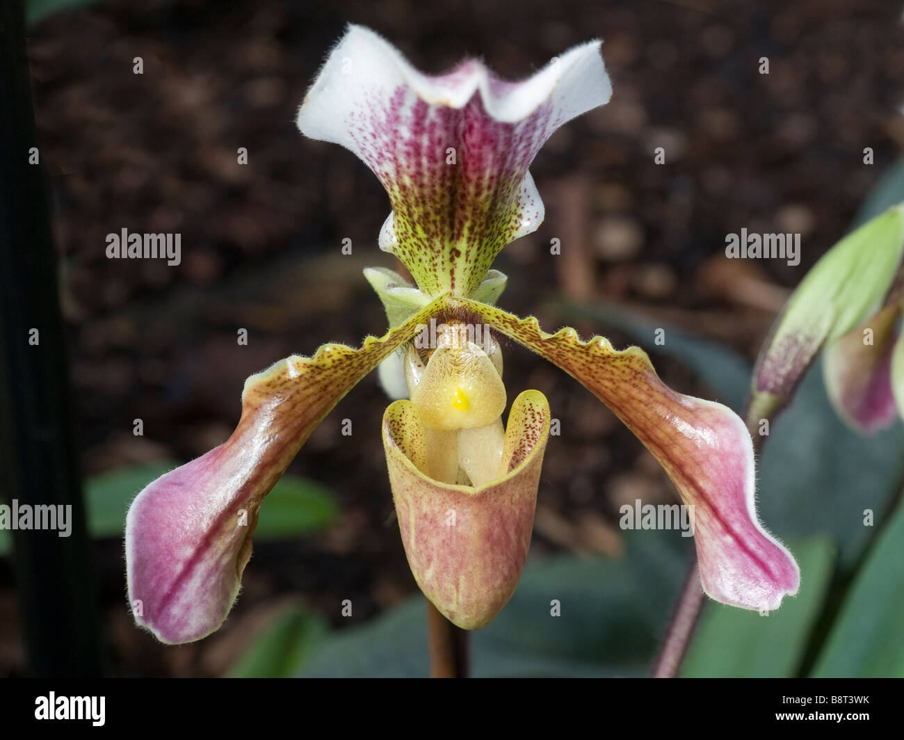 Paph Paphiopedilum orchid Stock Photo