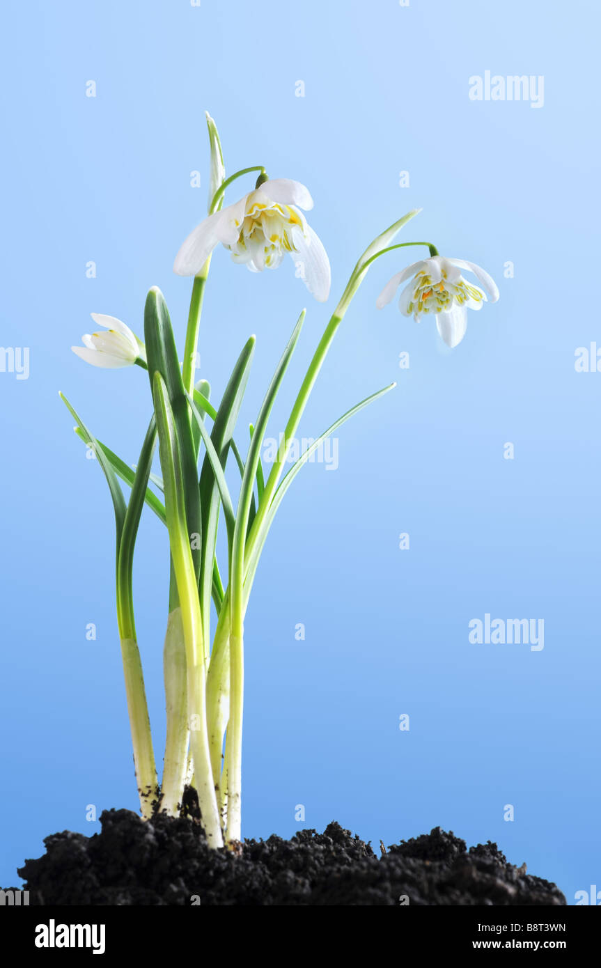 Snowdrops rising from the earth under the clear blue sky. Stock Photo