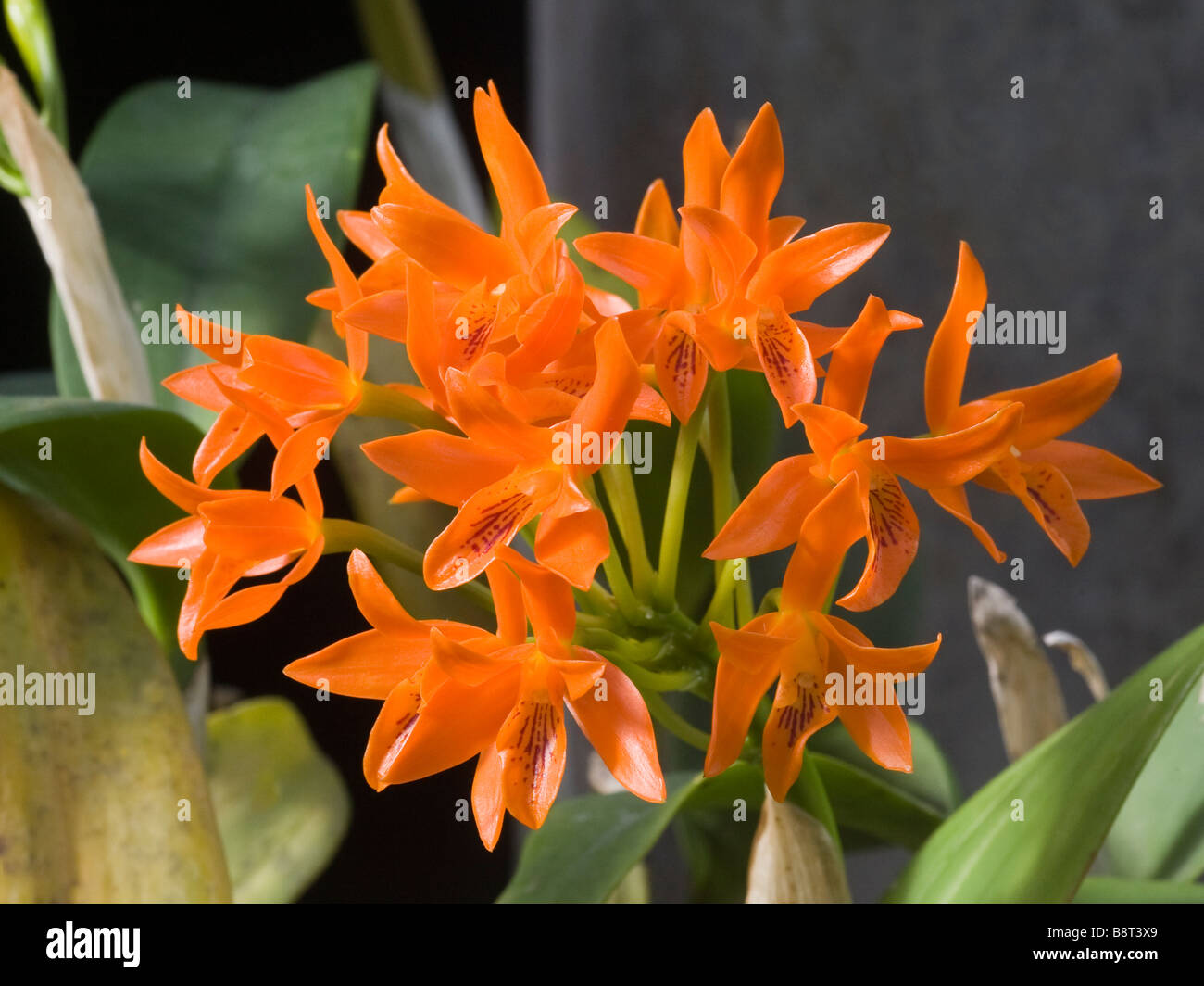orchid cattleya orange Stock Photo