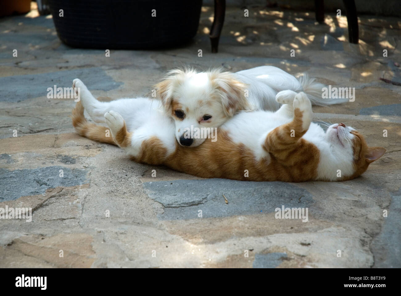 Does Ginger Help A Dogs Stomach