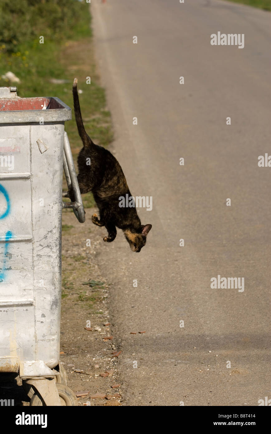 Domestic cat jumping out of metal garbage container by side of road Stock Photo