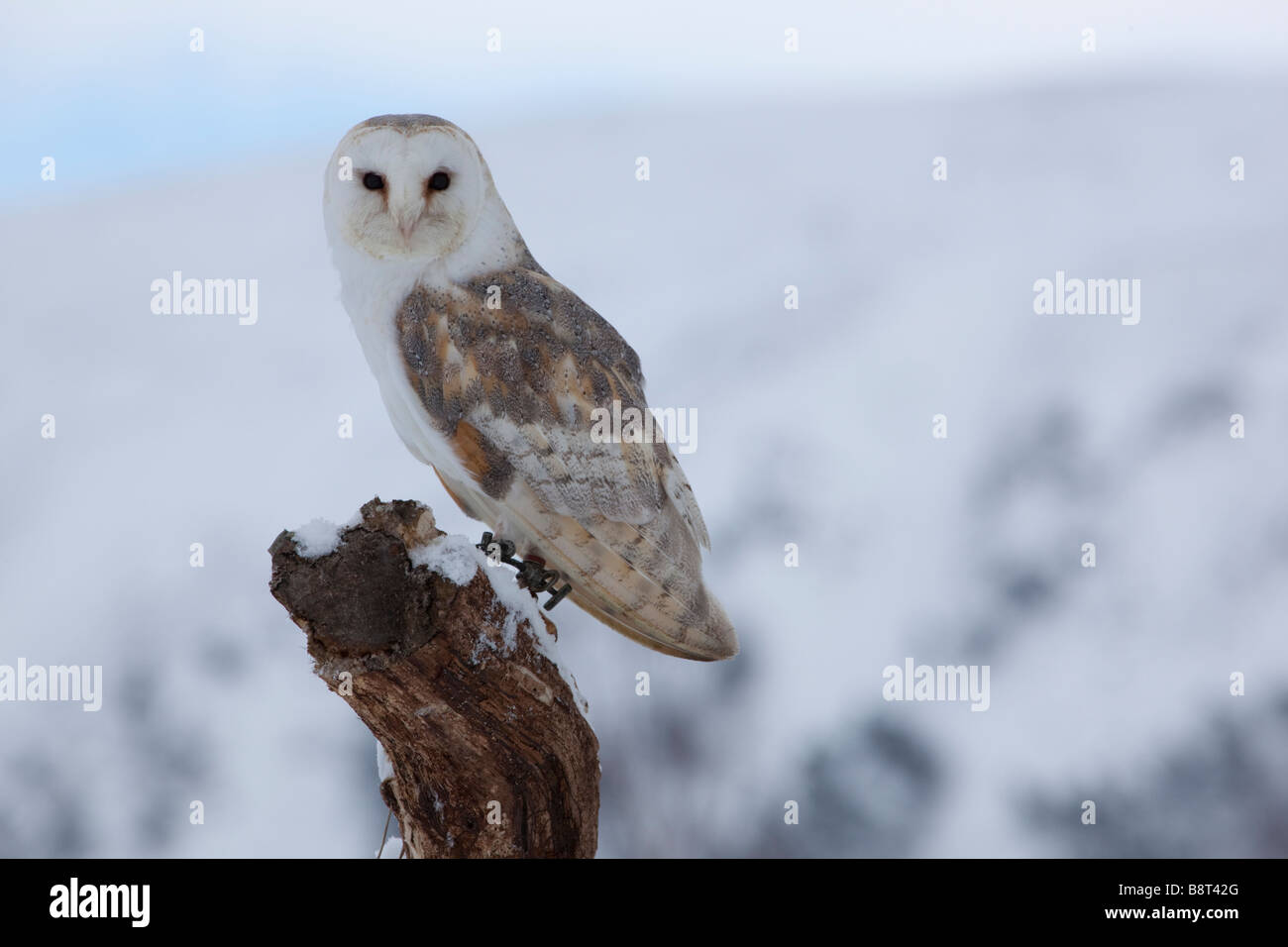 Snowy Barn Owl High Resolution Stock Photography And Images Alamy Snowy Barn Owl High Resolution Stock Photography And Images Alamy