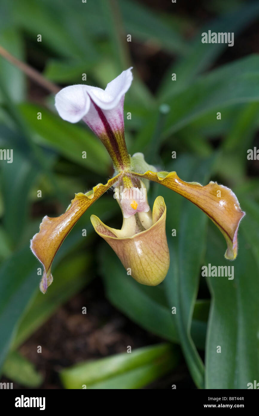 Paph Paphiopedilum orchid Stock Photo