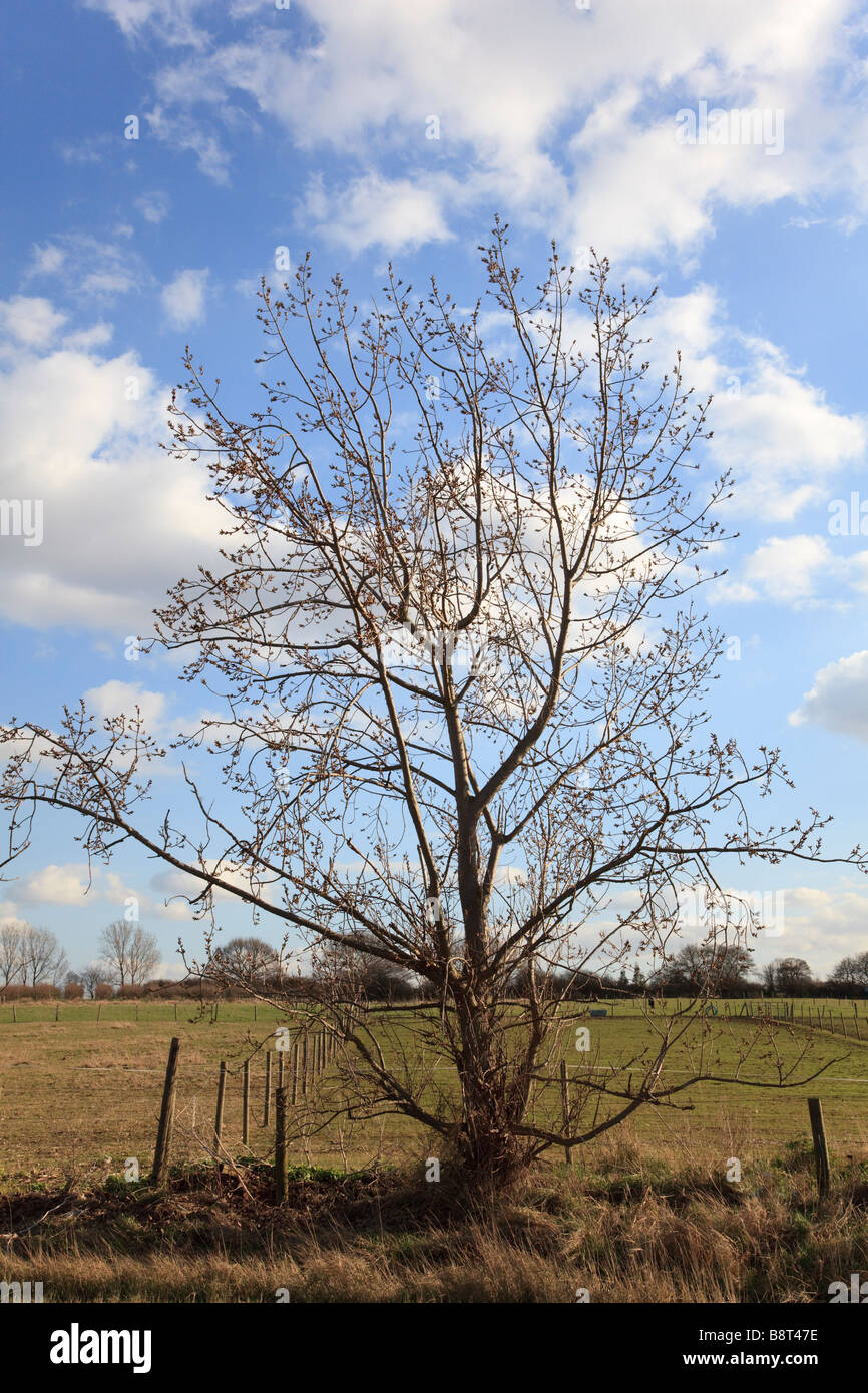 A Single tree against a blue sky with Cumulus clouds Stock Photo - Alamy