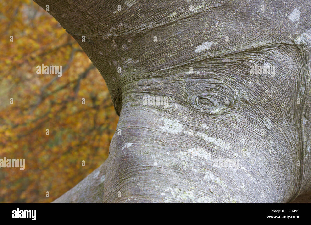 Beech tree trunk with colours and shapes resembling an elephant Stock Photo