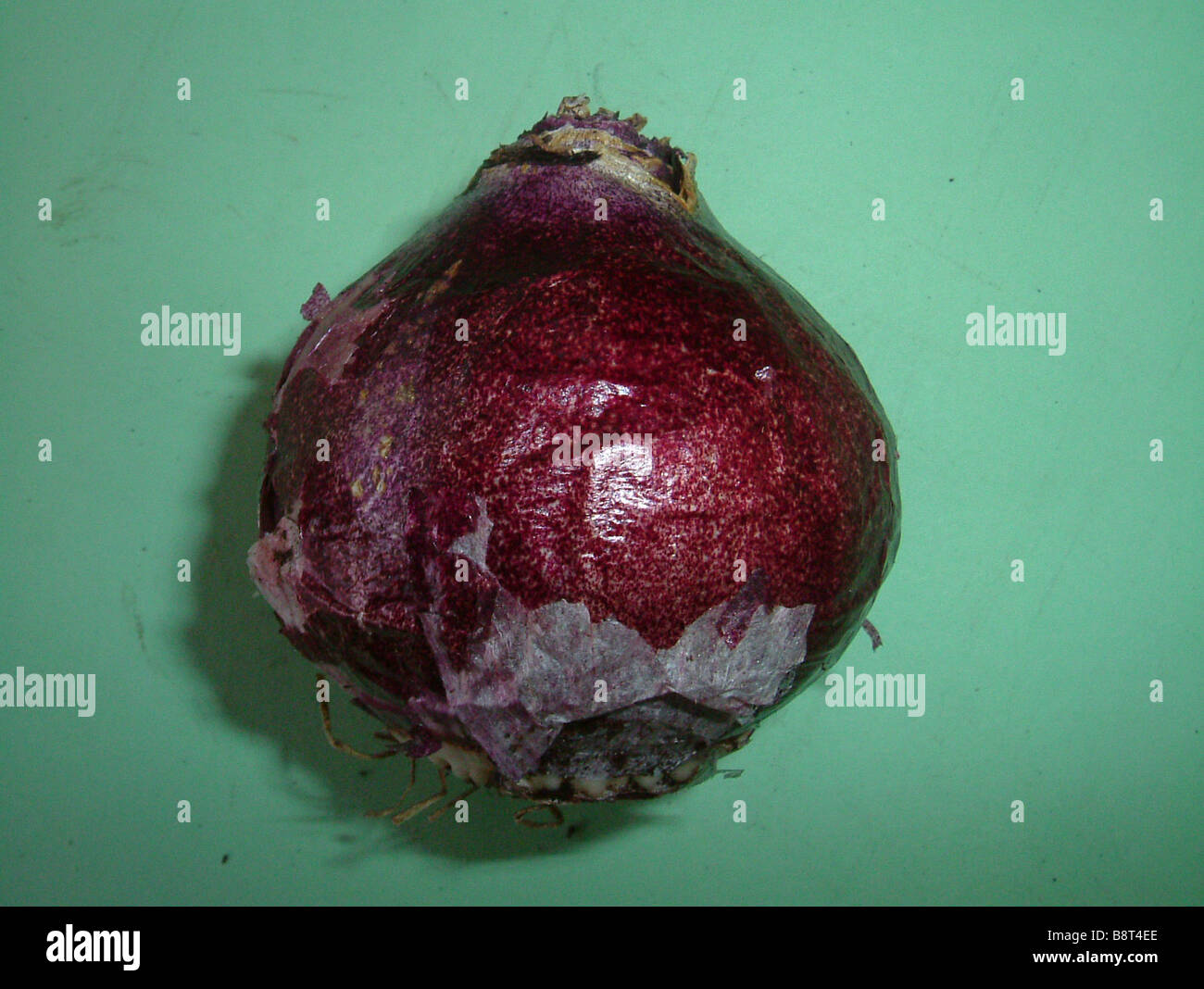 Hyacinth bulb Stock Photo