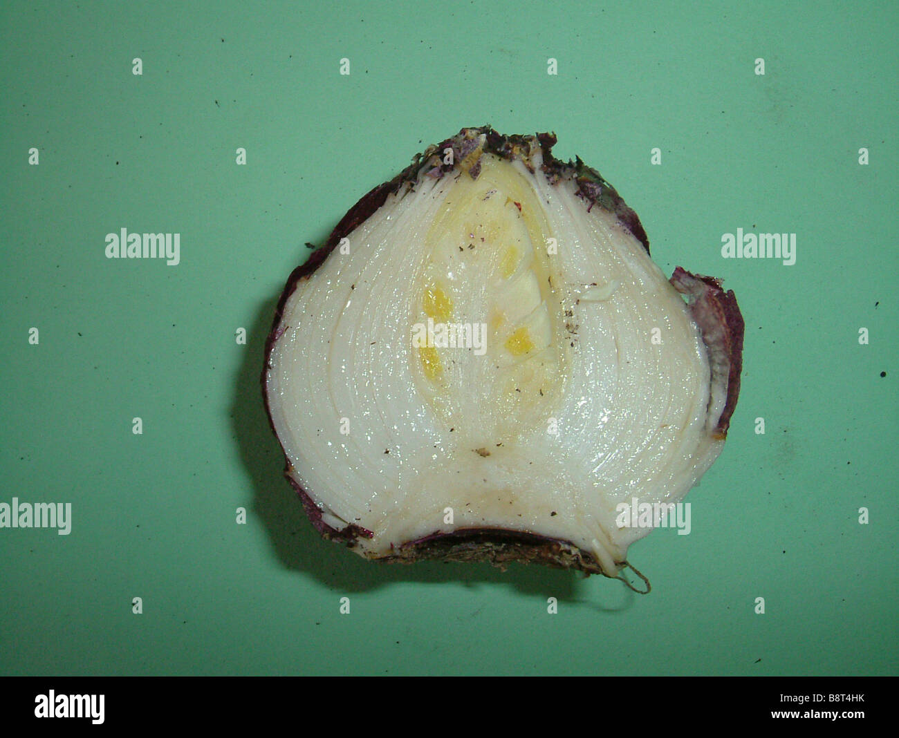 Crossection of a Hyacinth bulb showing embryonic flower Stock Photo