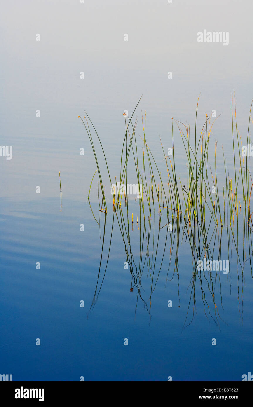 Native Michigan Reeds Northern michigan still pond hi-res stock photography and images - Alamy