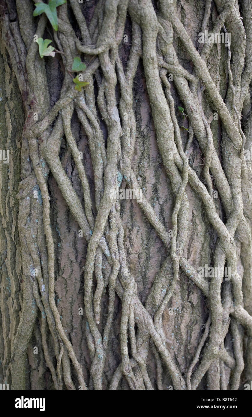 Close up Nature Parasite Tree Trees Uk Vines Wood Stock Photo