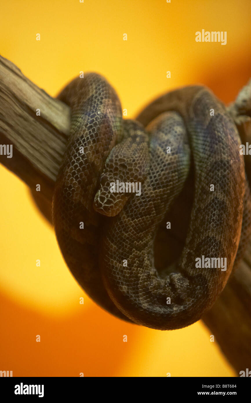 Snake Wraps Coils Around Women