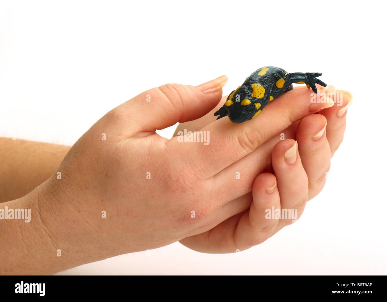 Fire Salamander on in women hands Stock Photo