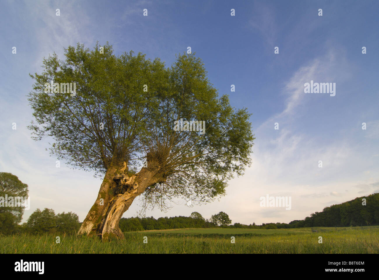 common osier (Salix viminalis), old tree with fresh green foliage in spring, Germany, Rhineland-Palatinate Stock Photo