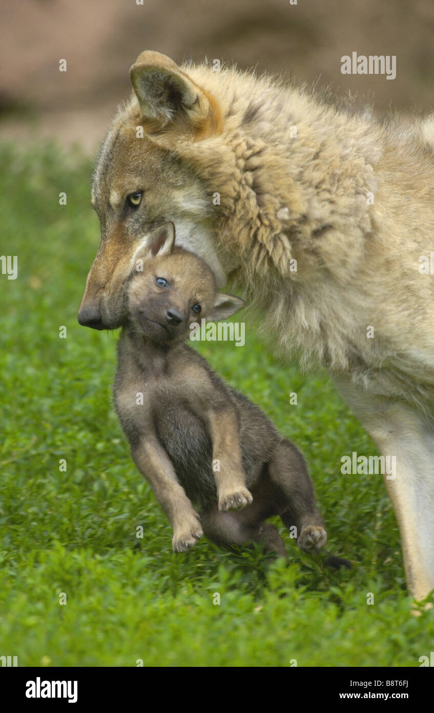 European gray wolf (Canis lupus lupus), female carrying pup in her ...