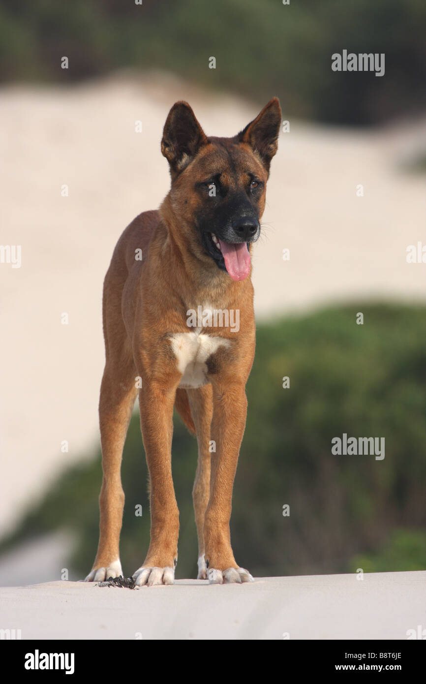 single adult dingo standing on a sand dune Stock Photo