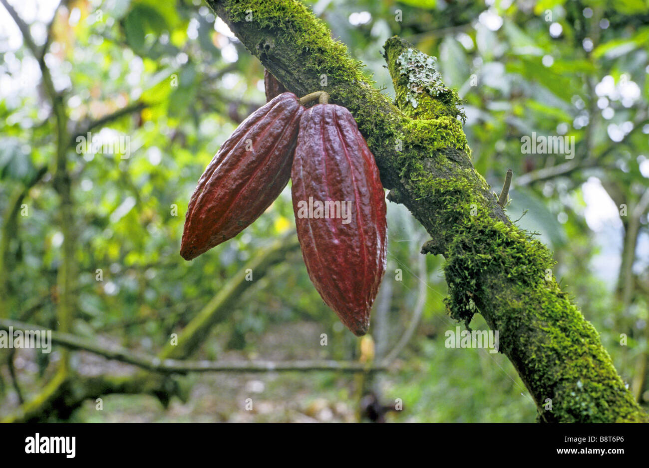chocolate, cocoa tree (Theobroma cacao), fruits, Indonesia Stock Photo