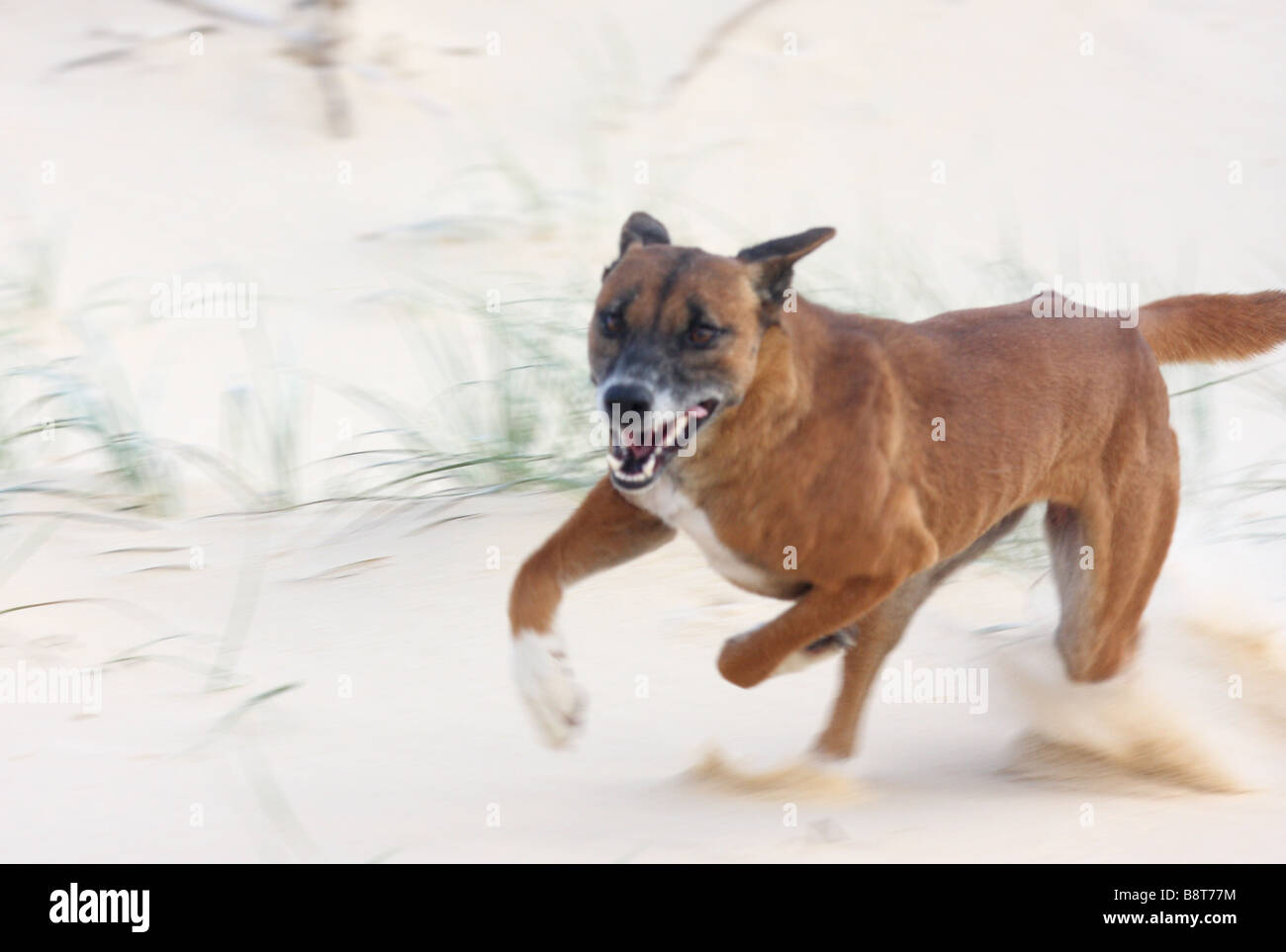 dingo running fast on a beach Stock Photo Alamy