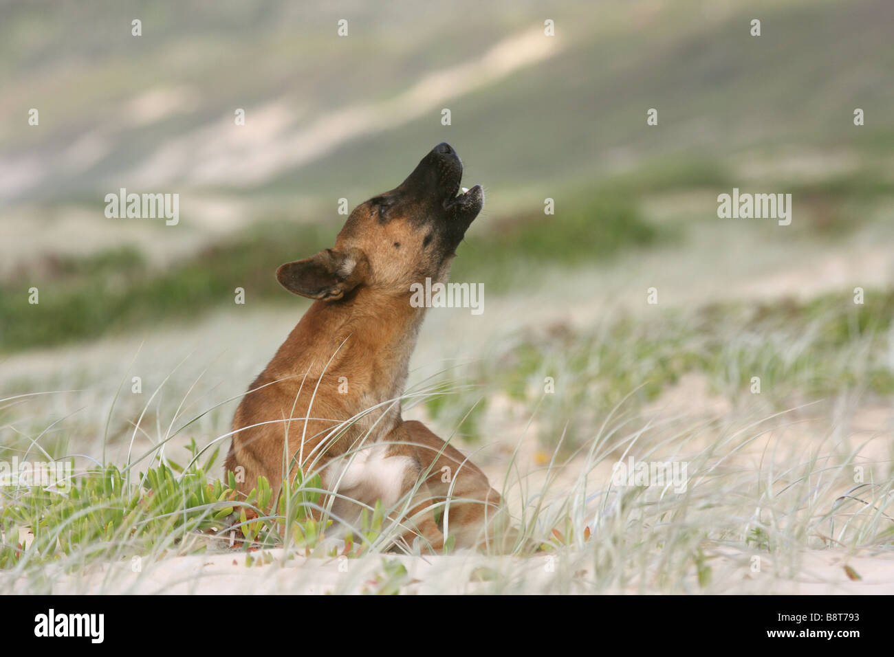 single adult dingo howling Stock Photo
