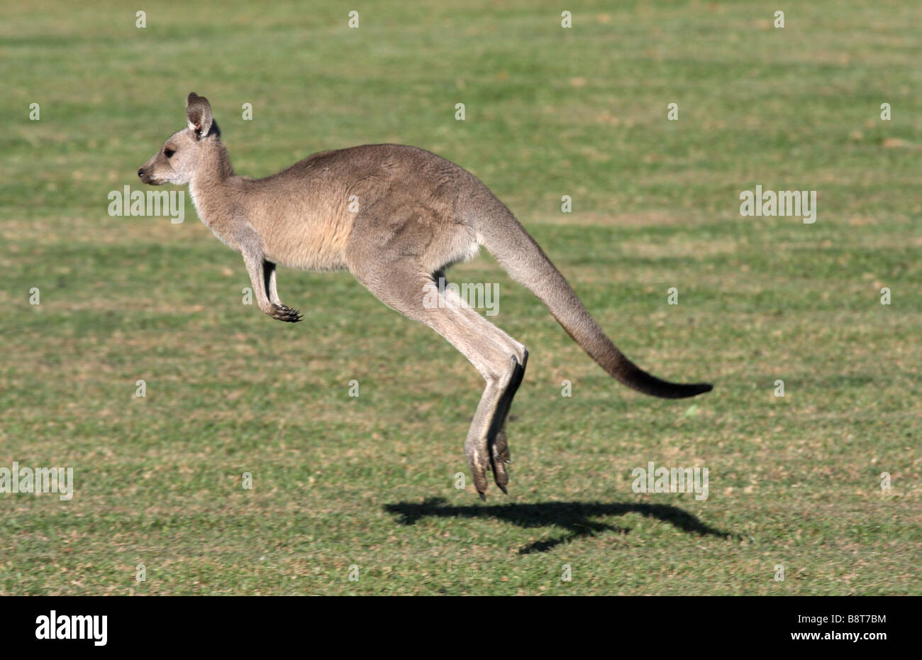 Eastern grey kangaroo hopping Stock Photo