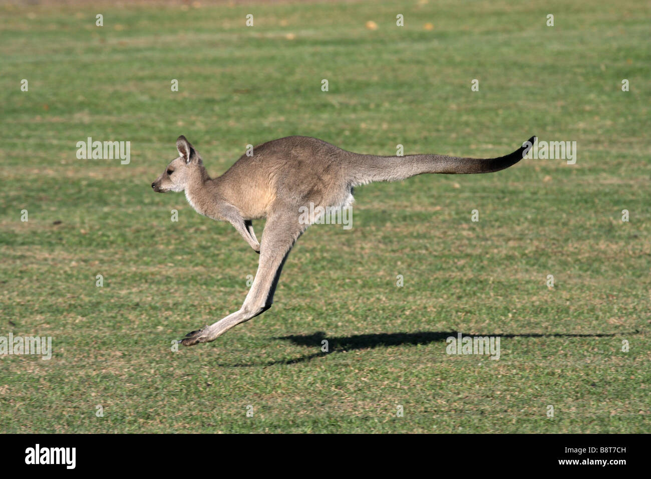 Eastern grey kangaroo hopping Stock Photo