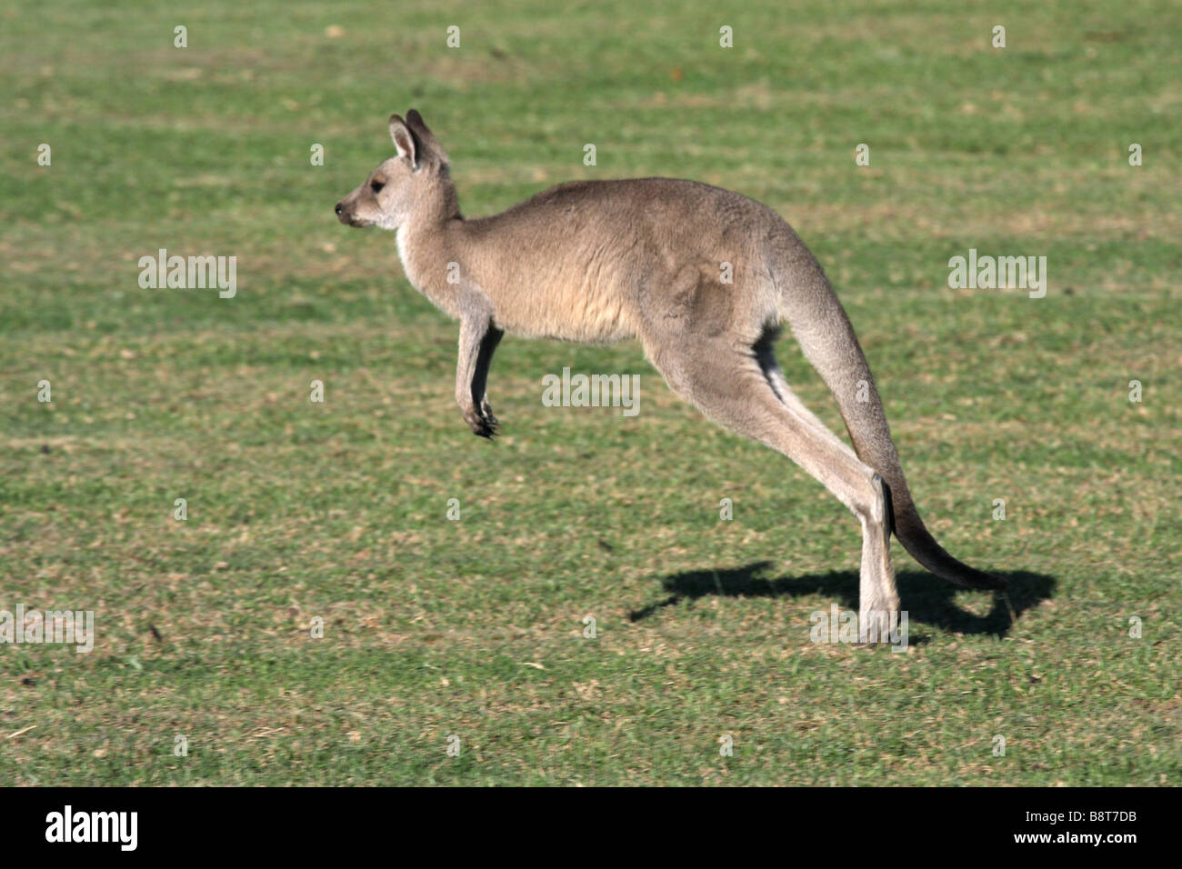 Eastern grey kangaroo hopping Stock Photo