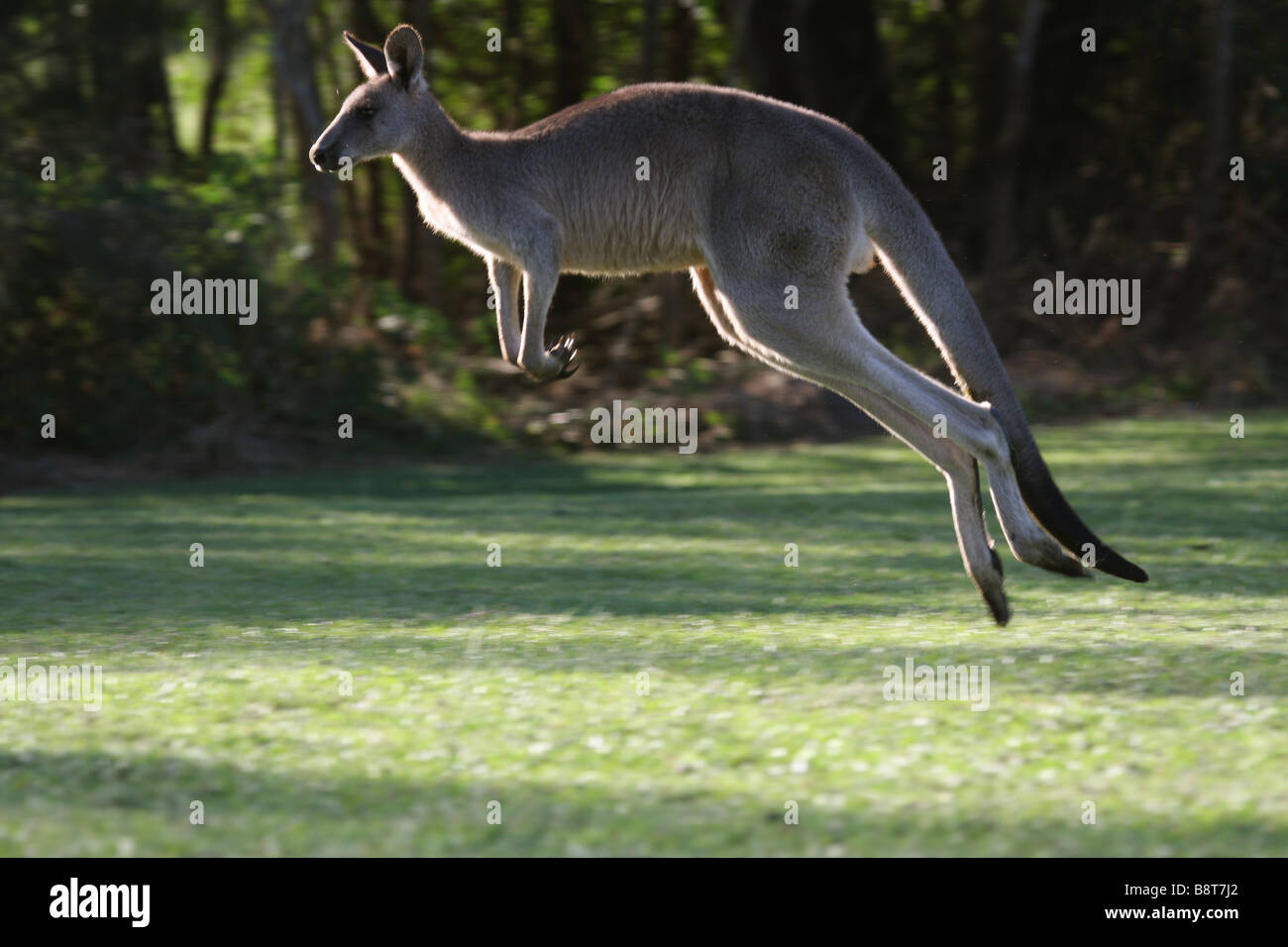 Eastern grey kangaroo hopping Stock Photo