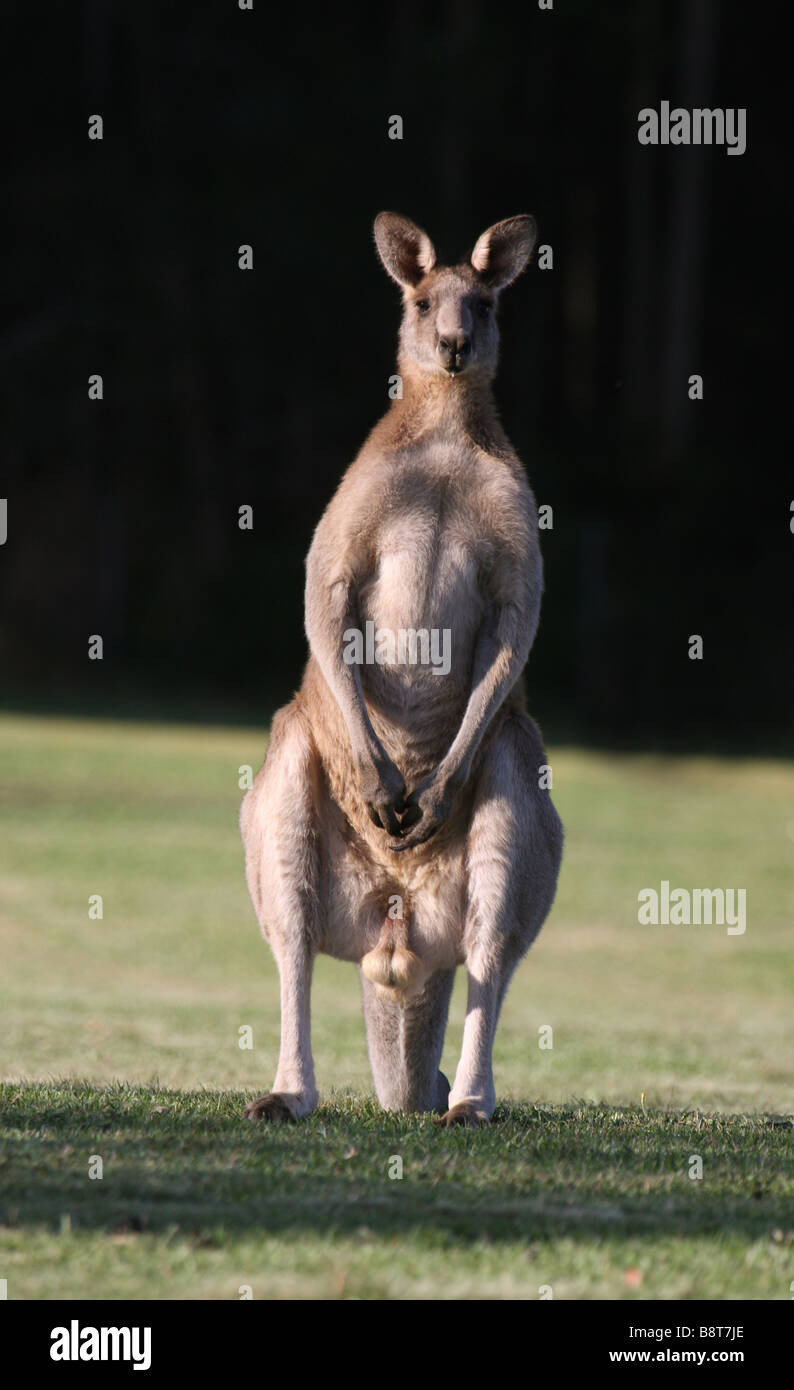 Eastern grey kangaroo male Stock Photo