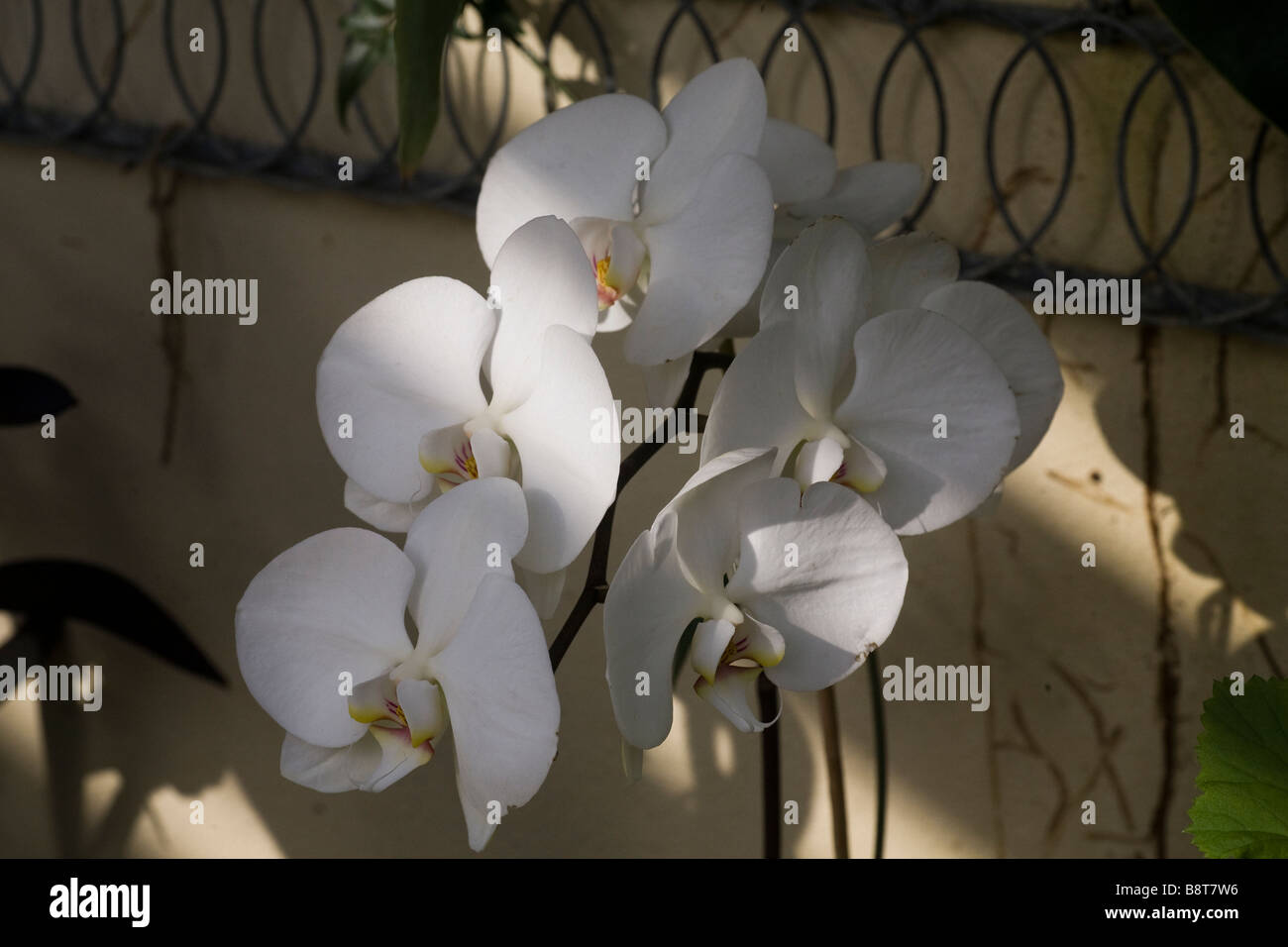 Phalaenopsis Moth Orchid Stock Photo