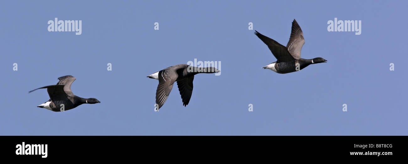 brent goose (Branta bernicla), flying group, Netherlands, Texel Stock Photo