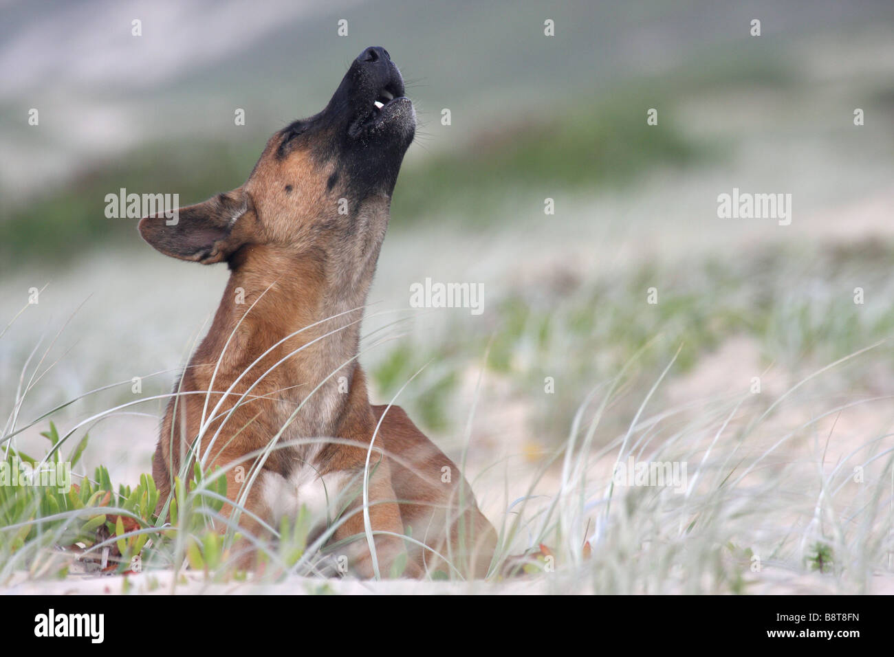 single adult dingo howling Stock Photo