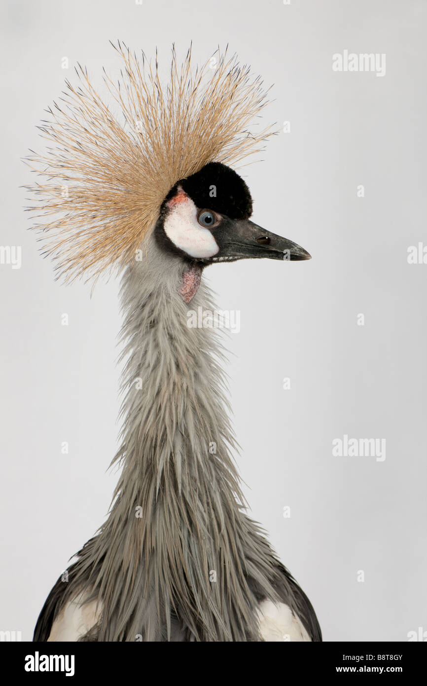 Grey Crowned Crane Balearica regulorum 18 months in front of a grey background Stock Photo