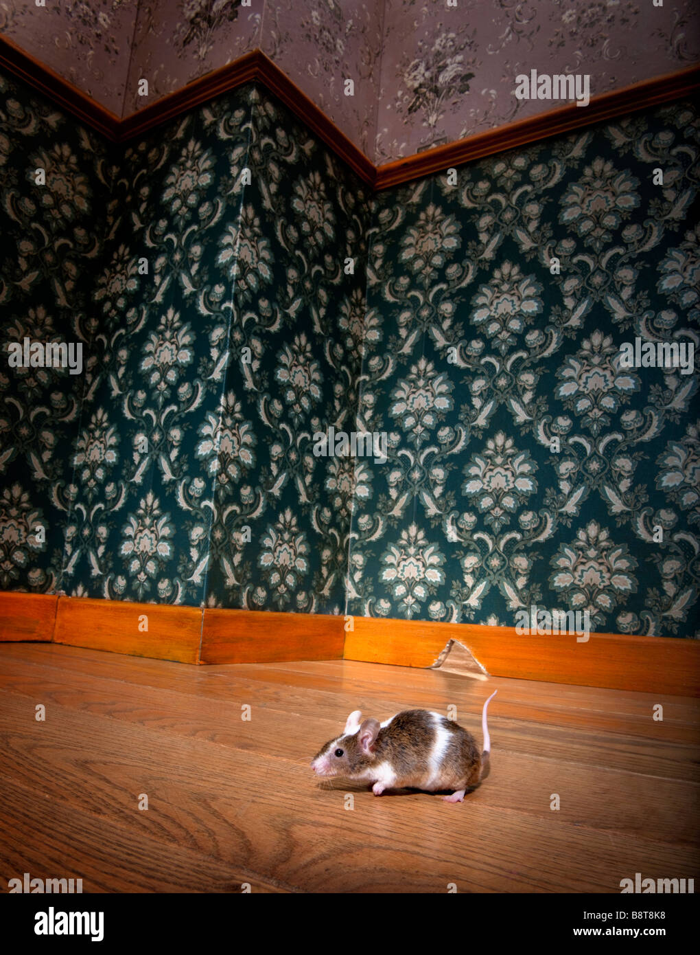mouse walking in a luxury old fashioned room We can see her hole in the background Stock Photo