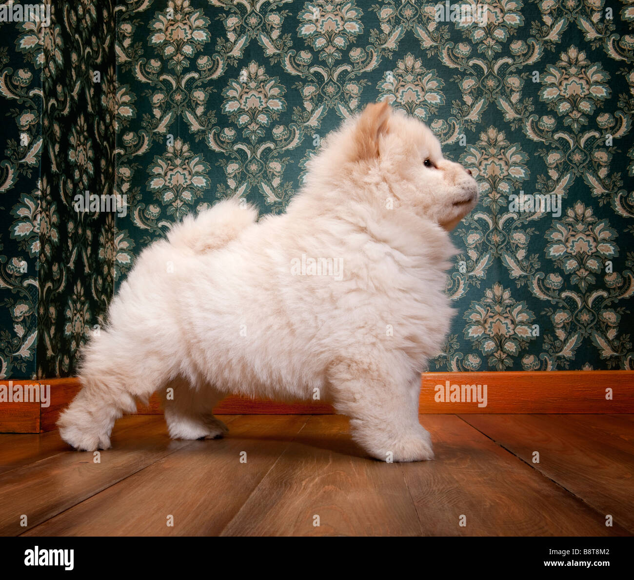 young Chow chow in a retro room Stock Photo