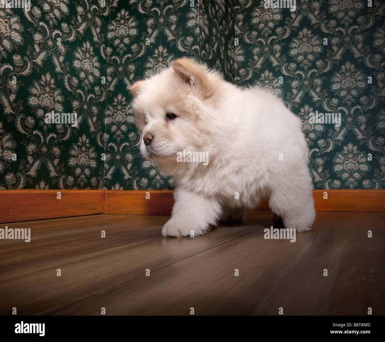 young Chow chow in a retro room Stock Photo