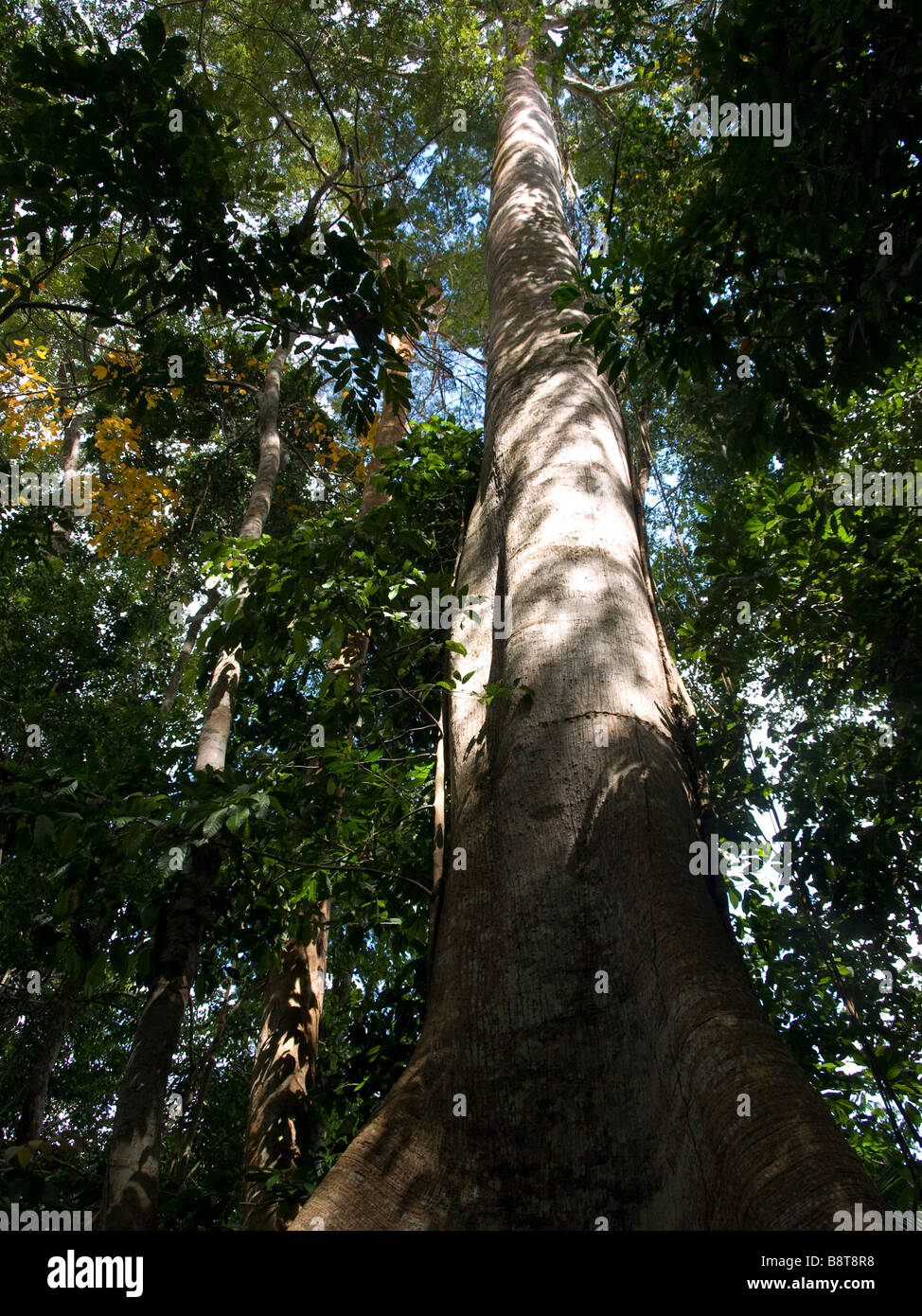 Top View  Rainforest Brazil Stock Photo 558184051