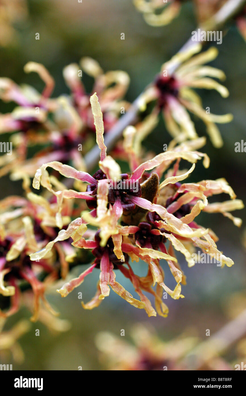 Hamamelis intermedia westerstede witch hazel winter shrub hires stock