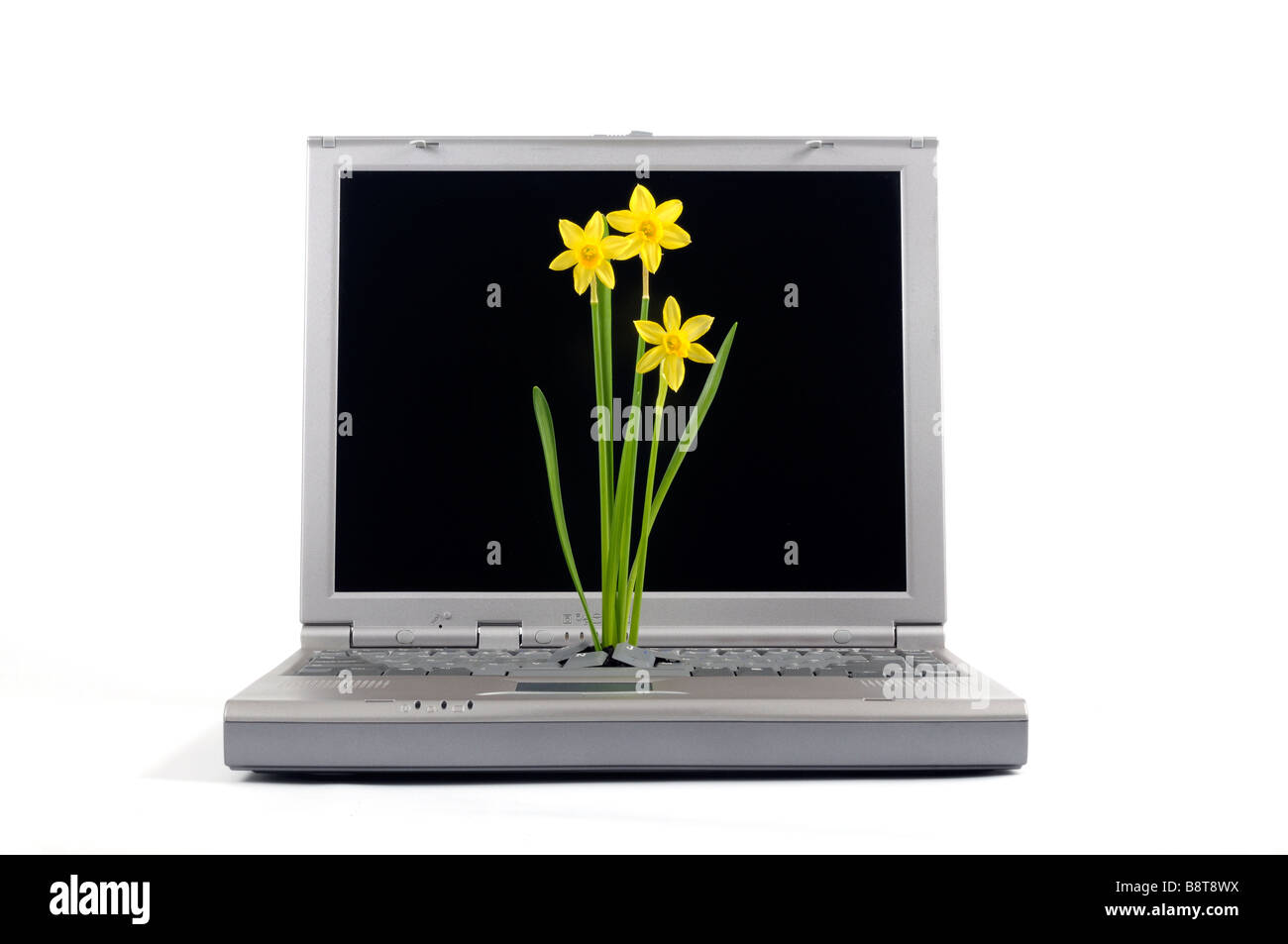 A Laptop computer  with  daffodils growing out of the keyboard Stock Photo